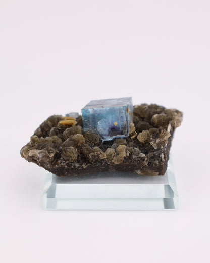 Blue Fluorite with Muscovite